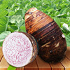 Farm Guangxi Li Riverside Taro Place of Origin Straight hair fresh Season Cephalostachyum Maoyutou One piece On behalf of