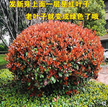 一件代发红叶石楠大树苗火焰红石楠球形小叶瓜子黄杨球庭院绿化树