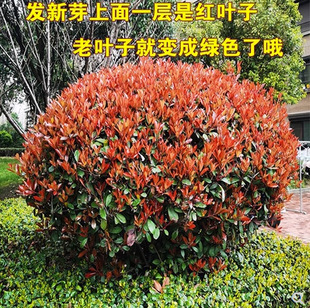 һ�����l�t�~ʯ骴�������tʯ�����С�~�����S����ͥԺ�G����
