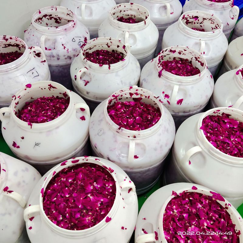 Reprehenderit qui in ea