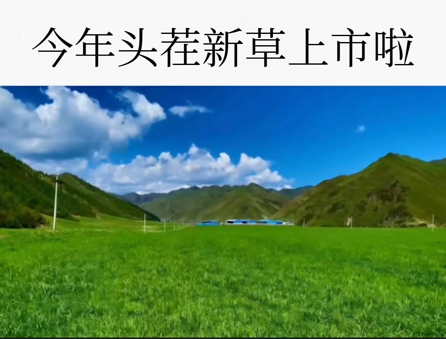 上市提草种植 (1)