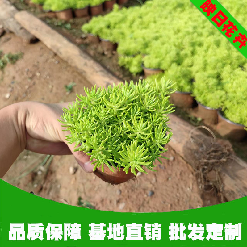 佛甲草花苗盆栽屋顶绿化杯苗青州基地黄金条金叶佛甲草鲜花盆栽