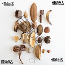 植物大全干果 标本相框diy装饰 果子类收藏设计花材道具麦太保