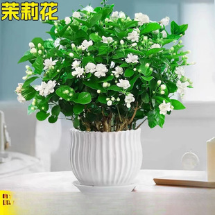 ��ֲ���҃��������������ˮ�_�����ļ��d�ӻ��Ϙ������㻨���G