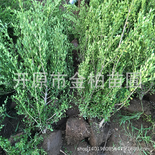 �����S��G�h����ͥԺ�G����ľ���r�S���������͵ر����lС�~�S��