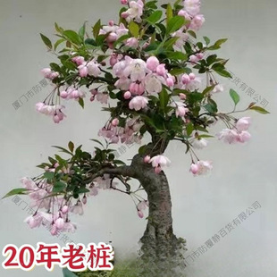 �ͺ����Ļ�����ͥԺ�̨�҃��⻨�ܾGֲ�ļ��_�������ȫ����