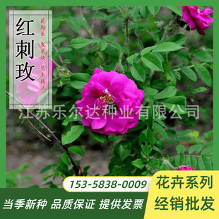 Red Thorn Rose Seeds, Climbing Plant Seeds, Yellow Thorn Rose Seeds, Perennial Flower Rose Seeds That Can Be Sown in All Seasons