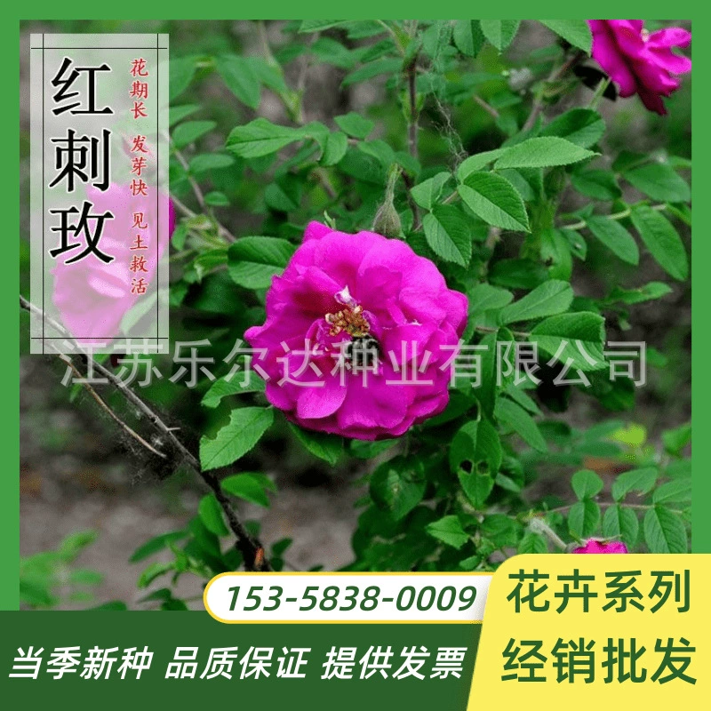 Красная колючая роза семян вьющиеся семена растений желтый колючей розы семян четыре сезона посеянные многолетний цветок роза семян