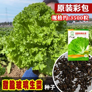 大禹种业甜脆玻璃生菜种子  农田菜园播种耐寒耐热叶片嫩玻璃生菜