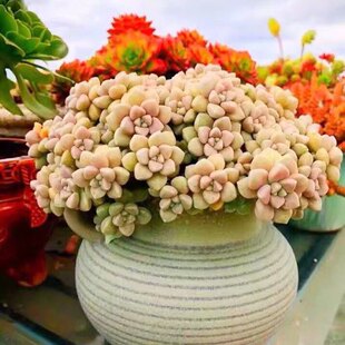 �������~���������^�Ϙ�����ֲ��M�����ԾGֲ����һ���t��������