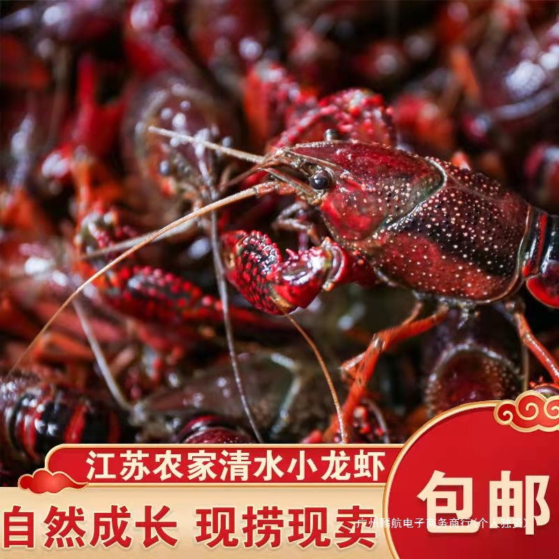 小龙虾鲜活水产5斤567钱盱眙金湖清水活虾稻田淡水虾特大龙虾海鲜
