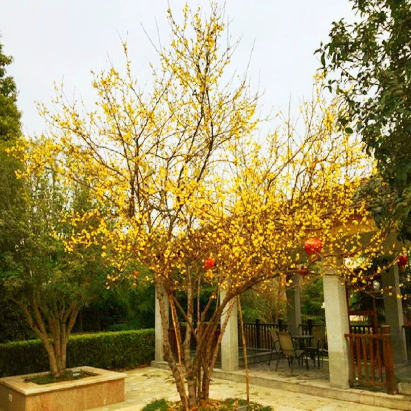 Chimonanthus praecox саженец бонсай старая куча комнатных и уличных цветочных растений сильный аромат с бутоном большое дерево легко жить в горшке Chimonanthus praecox