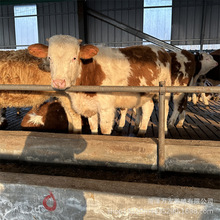 牛犊子活牛价格黄牛3-6个月西门塔尔小牛崽四川肉牛犊活体养技术