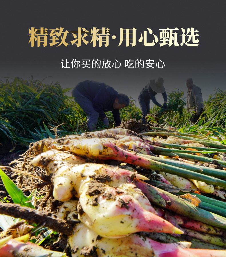 Yunnan Small Yellow Ginger Powder (Zingiber officinale) — Cell-Wall-Broken Dried Ginger Drink Powder, 250g quality and texture