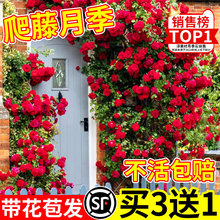 �Nޱ�����ļ��_�������¼��ش󻨘�ͥԺ�ٱ�ֲ�ﻨ�������̨õ��