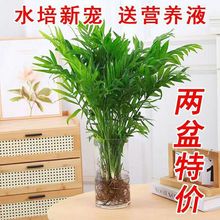 ����Ҭ��ˮ��ֲ�������ˮ�B���FҬ�ӿ͏d�k����������B�Gֲ����