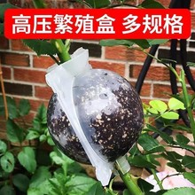 �羳���@�߉��緱ֳ�Ј@�֘�ľ�޽�������ֲ��������޽Ә�ľ��ֳ