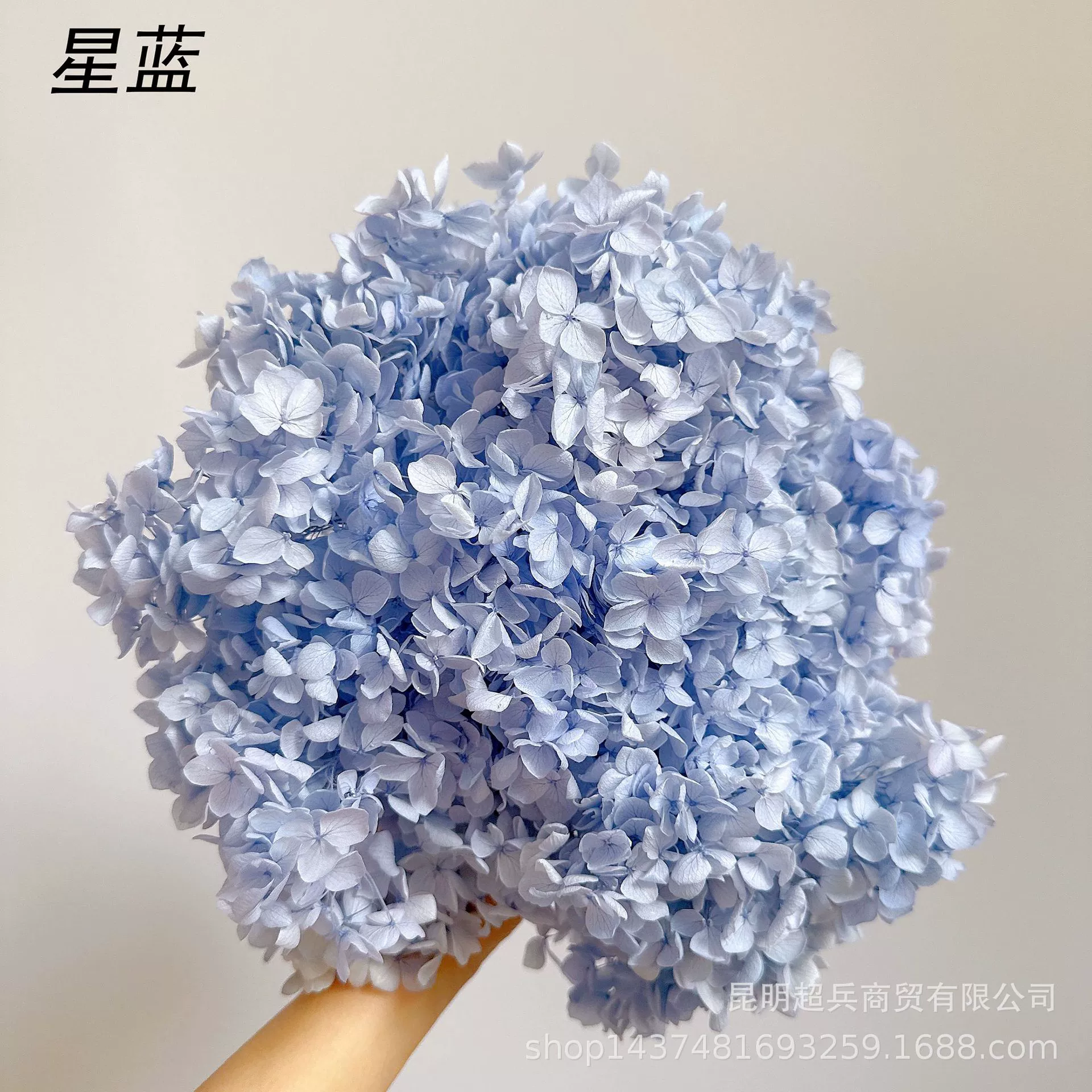 [Вечная Life Flower Hydrangea] Анна Градиентный цвет Лист Hydramid Книга цветов оптом DIY цветочная коробка материал для просмотра