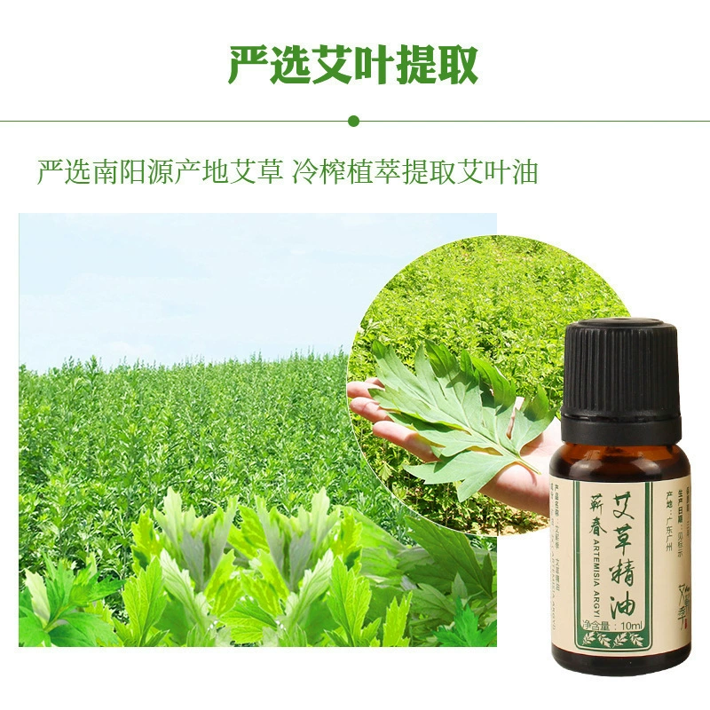 Эфирное масло полыни оптовый производитель напрямую поставляет 10 мл эфирное масло для тела, увлажняющее массажное масло для кондиционирования плеч и шеи, эфирное масло полыни