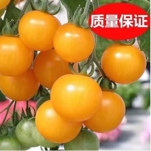 �������L�S�}Ů������Ƥ��С�S���ҷ������t���}Ů�ǷN��N����