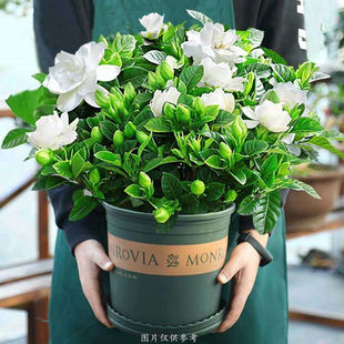 [Large Pot of Gardenia with Buds] Four-Season Flowering Desktop Indoor Hydroponic Florals and Green Plants Potted Plants to Purify the Air