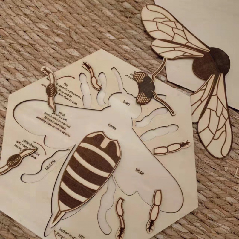 Cross-border Amazon bee anatomical structure wooden multi-layer puzzle children's learning cognitive animal toy gift