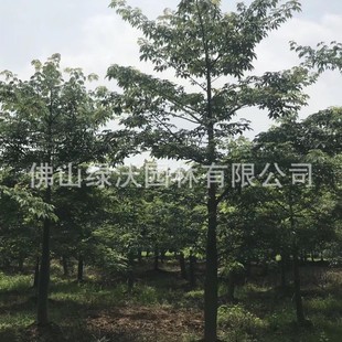 �V�|��ɽ��������20����ȫ�ڴ�ľ�޸߶�550ȫ��ľ�ޘ��L����