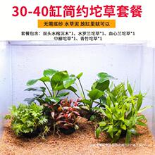 鱼缸阴性无土水草植物水榕绿菊爬地矮珍珠牛毛红宫廷坨草造景套餐