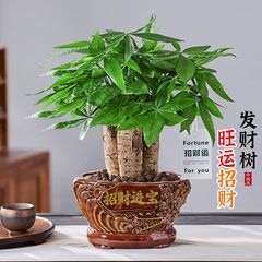 フォーチュンツリーデスクオフィスリビングルームインテリア装飾デスクトップ古い杭育てやすい鉢植え空気を浄化バーグリーン植物