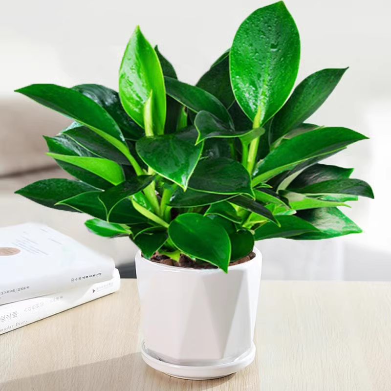 3개의 골드 다이아몬드 25cm+다이아몬드 모양의 세라믹 세면대+영양액 ✓