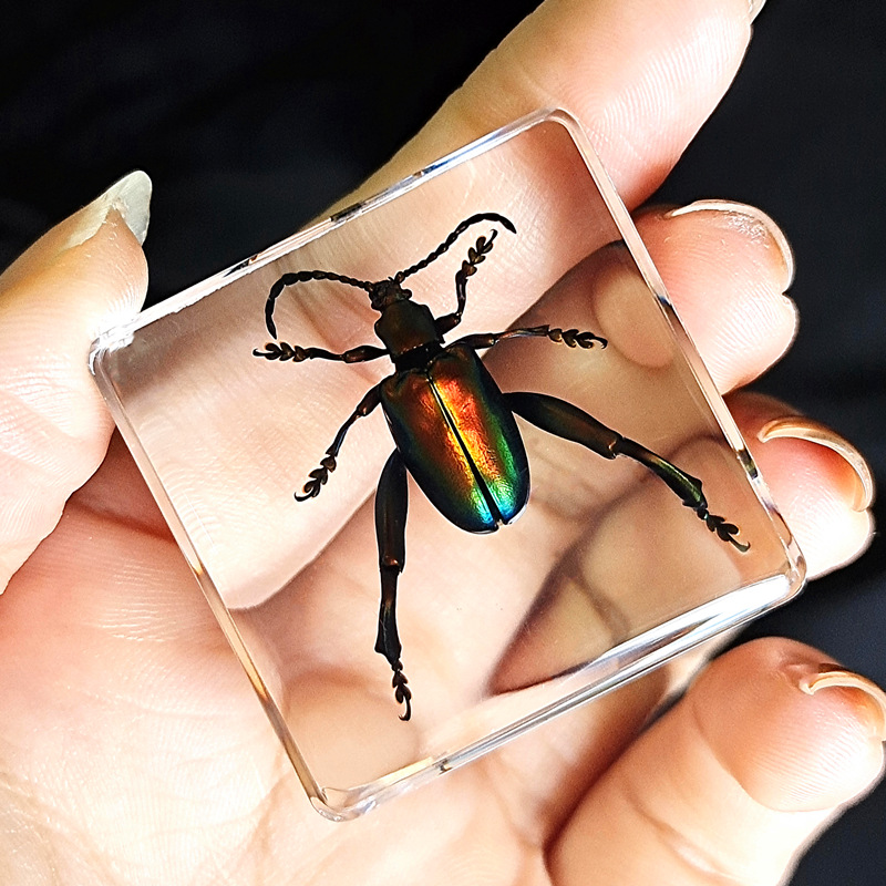 부르고뉴 보라색 줄기 갑옷