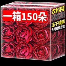 农科院云南墨红冻干玫瑰花干食用玫瑰花瓣冠无熏硫泡水大朵花草茶