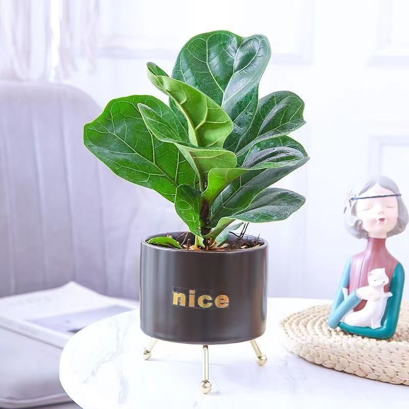 室內綠植盆栽大葉琴葉榕闊葉植物辦公室盆栽植物四季常青淨化空氣