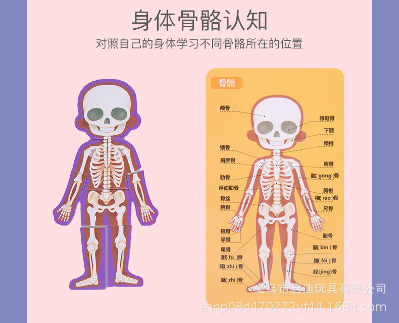 儿童益智跨境男女宝宝身体结构拼图1-6岁木质积木玩具拼装玩具爆详情16