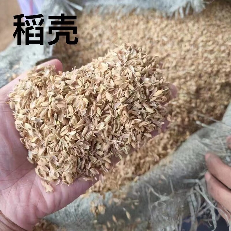 Supply Rice husk, cattle, sheep, chicken feed, pet bedding, pillow filling, livestock, distillery, wine making, Dapeng planting