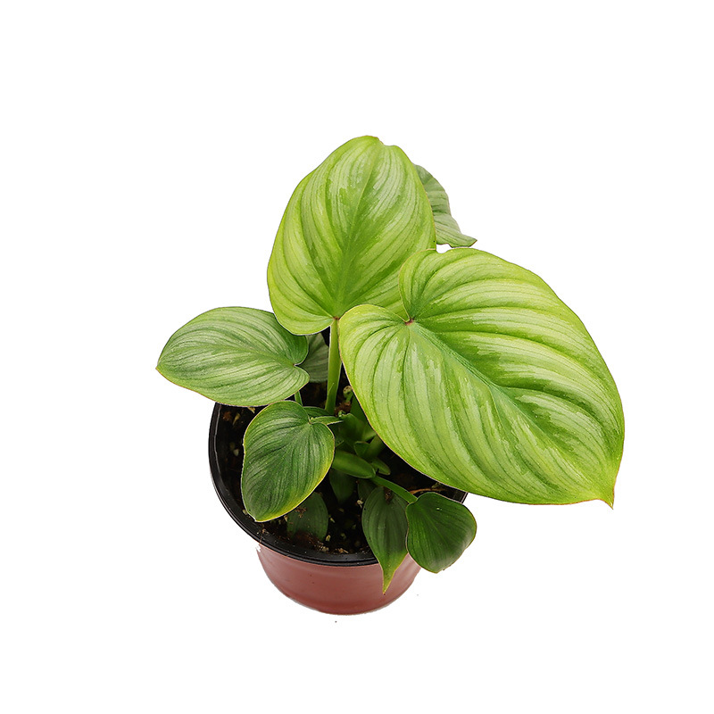 银斑帕斯塔蔓绿绒