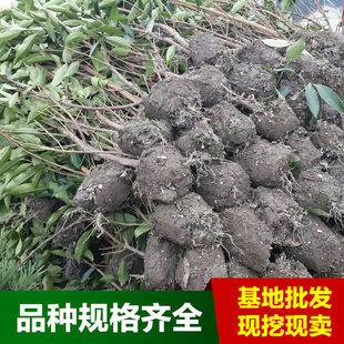 �G��������ľ�G�h��ľ����ֲ�ﶬ�๩1-2Mֱ��ɺ���m���l�r��h��