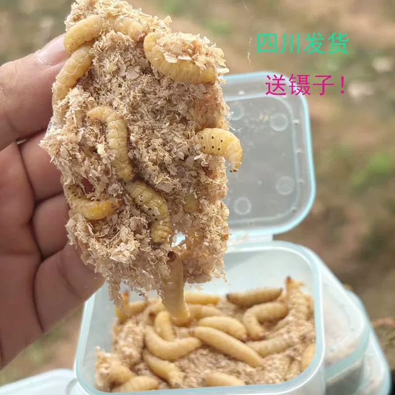 Виноградная птица, живое насекомое, дикая рыбалка, высокий белок, кукуруза, насекомое, геккон, рогатая лягушка, медовая сумка, планер, насекомое, насекомое