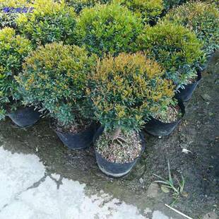 С�~��骼t�����ֲ���ͺ��辰�ļ�����Gֲ�S���z�ľ�̨����