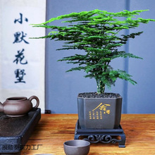 新国风文竹盆栽绿植室内书房桌面客厅植物好养盆景办公室四季常青