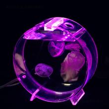 水母缸赤月海月巴布亚大西洋活体小水母海水宠物入门泡泡鱼缸