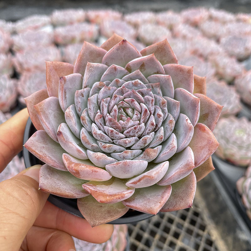 [완전 예쁘다] 흰색 원형 냄비 퀸 엘리 8-10cm (심고 배송)