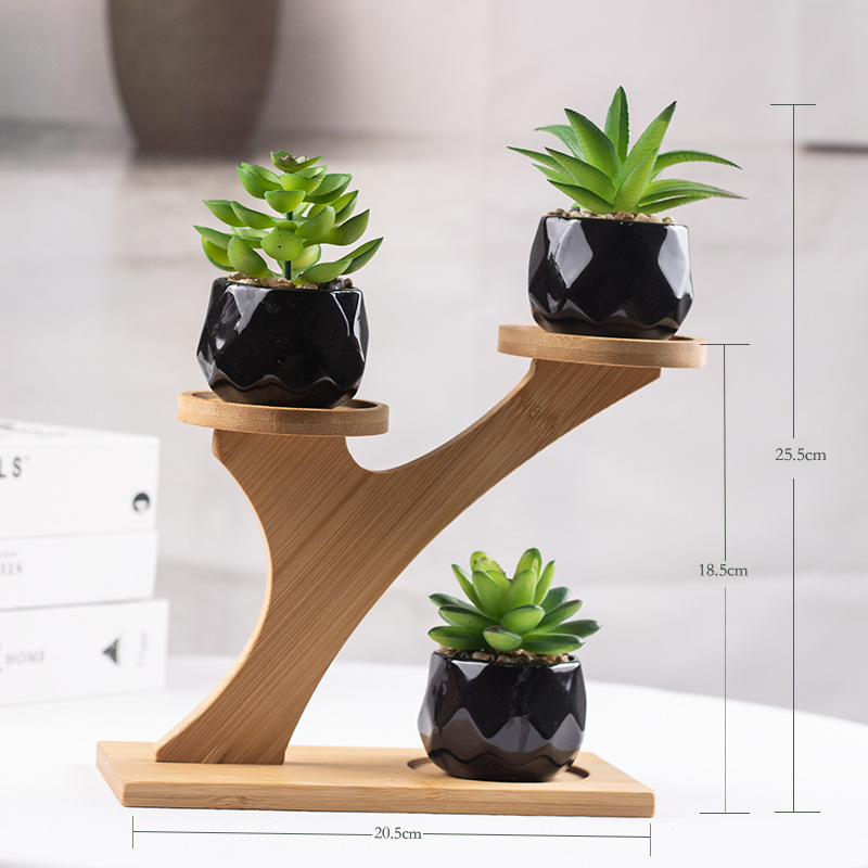 핫세일 2세트 (다육식물 3개 + 블랙 세라믹 화분 + 화단)