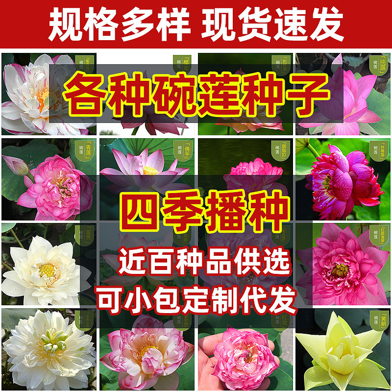 开口碗莲种子水培花种水养花卉盆栽四季室内开花荷花种子睡莲种子