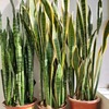 Tigerpi potted base wholesale in Pionee tiger tiger tiger -tailed plants indoor green plants landing high cylinder