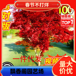һ�����l�ձ��t�������ļ��t�輧�Ϙ������辰ͥԺ�e���G��ֲ����