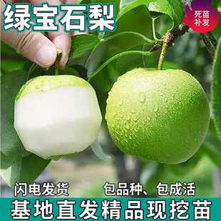 һ�����l�G��ʯ������ϱ�������ͥԺ�����ļ��Nֲ�޽��������