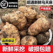 现挖新鲜云南昭通小草坝乌天麻带土发货仿野生滋补煲汤一件代发