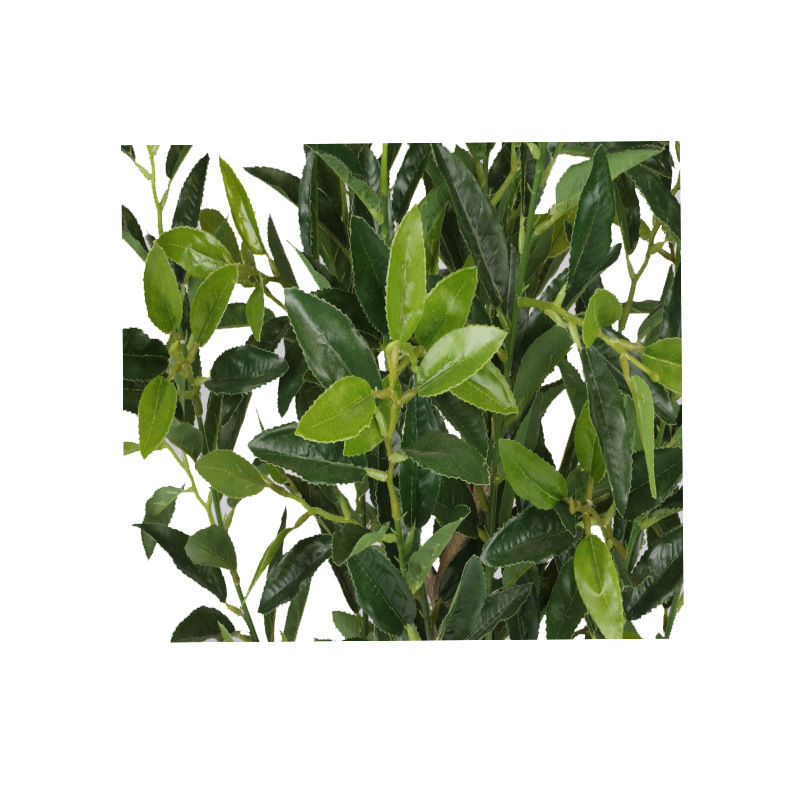 XRS-063 7#盆栽毛尖茶叶360叶 (5).jpg