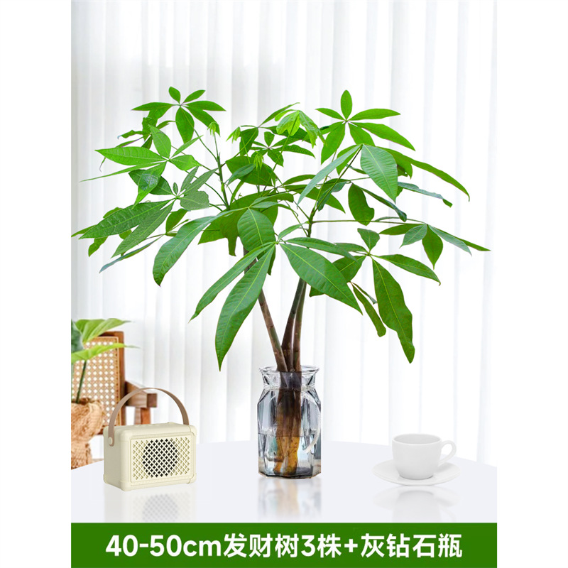 40-50cm 머니트리 3개[회색 다이아몬드 병 포함] 영양액 1팩 포함